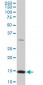 RPL36A Antibody (monoclonal) (M01)